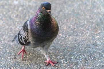 Obraz premium Young lonely pigeon walking along the asphalt