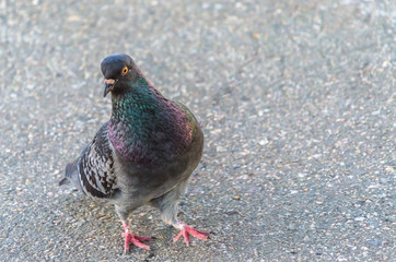 Young lonely pigeon walking along the asphalt