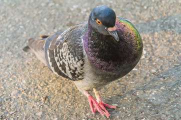 Young lonely pigeon walking along the asphalt
