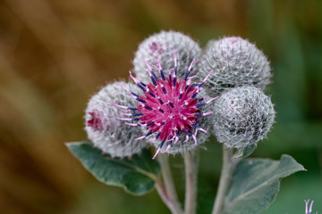 Inflorescence greater burdock. Arctium lappa