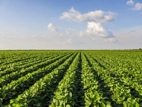 Serbia, Vojvodina. Green soybean field, Glycine max