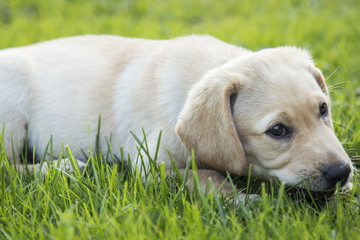 labrador puppy lying in the grass