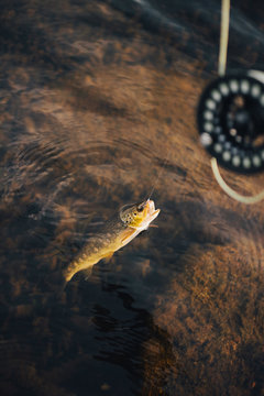 Baited fish raising up by rod