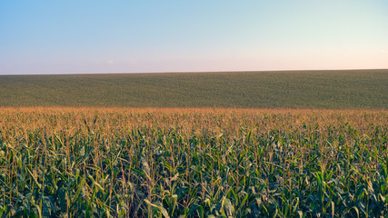 Corn filed panorama with blue sky