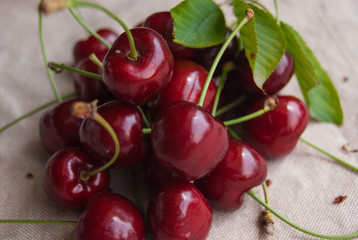 Close-up of many ripe and red cherries with petioles and leaves
