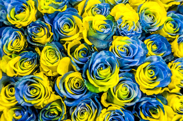 Yellow and blue roses background, the colors of the Ukrainian flag