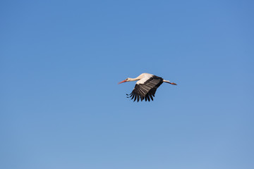 cigogne