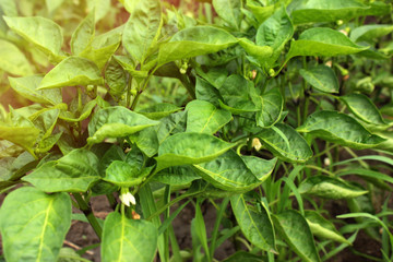 Young plant of sweet pepper blooms in greenhouse. Green background. Sunny light. Copy space