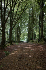 Summer forest trees .