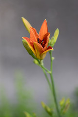 Hemerocallis fulva ornamental day lily flower in bloom, park ornamental flowering plant with orange flowers