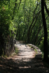 path on forest