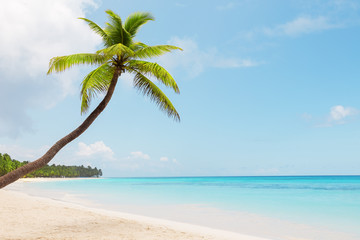 Naklejka na ściany i meble Coconut Palm trees on white sandy beach