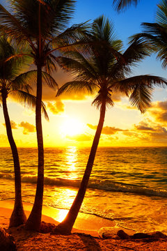 Fototapeta Coconut palm trees against colorful sunset