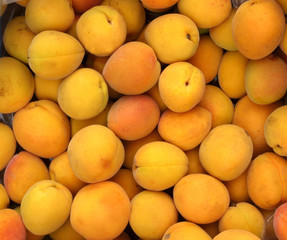 Fresh organic apricots