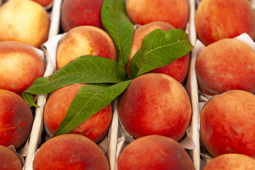 Juicy fruits of peach nectarines are spread out in even rows in the shop window