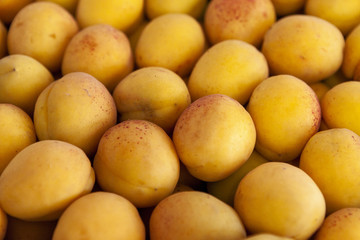 Fresh apricot fruits are laid out in even rows in the shop window.