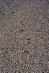 Dog steps in asphalt