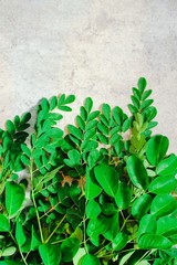 Fresh Moringa leaves
