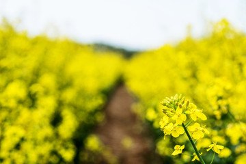 Fototapeta premium Flowering rapeseed. Country road across rape field. Spring background. Canola or colza with dirt road. blooming rape or Brassica napus. Springtime and summer border