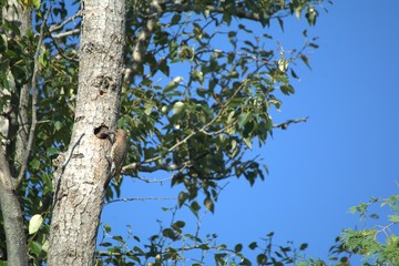 Northern Flicker at nest