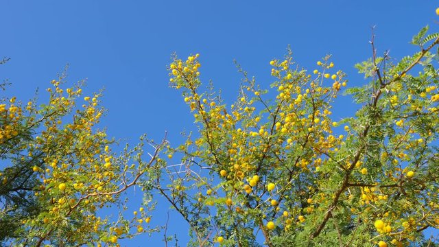 Yellow flowers of acacia Vachellia karroo . African flora