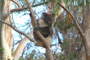 Koala sitting on a Eucalyptus branch and scratching his head