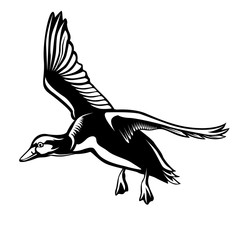 Vector illustration of flying wild duck isolated on white background. For hunting emblem or logo.