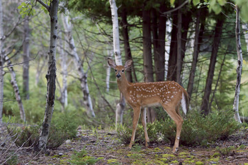 Naklejka na ściany i meble White-tailed deer fawn (Odocoileus virginianus) walking in the forest in Canada