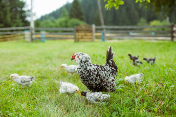 Hens and chickens