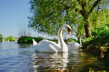 white grace swanon Alster lake on a sunny day in Hamburg