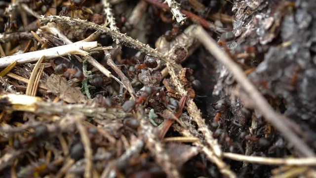 Wild ant hill in the forest closeup