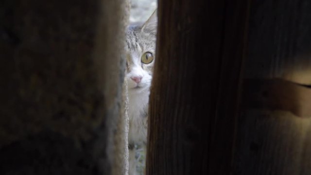 cat puppy leaving behing a wooden door in the countryside