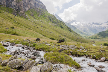 Sils, Fextal, Val Fex, Fexgletscher, Piz Tremoggia, Oberengadin, Wanderweg, Alpen, Graubünden, Sommer, Schweiz