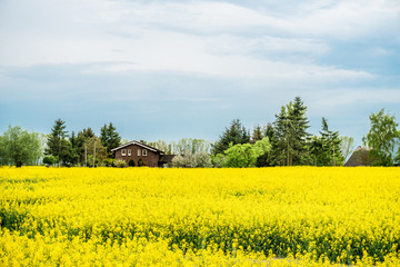 Flowering rape field with house. Spring background. Canola or colza blosom. blooming rape or Brassica napus. Springtime and summer border