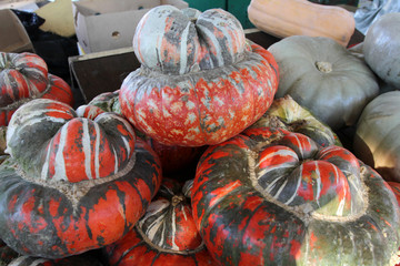 Pumpkin. Red and green fresh ornamental colorful pumpkins, gourds and squashes. Colorful ornamental...