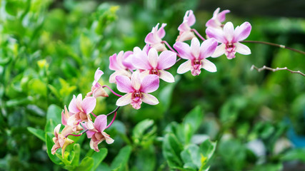 Obraz na płótnie Canvas Purple orchid flower in a garden.