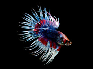 colors of siames fighting fish, betta splendensfish.