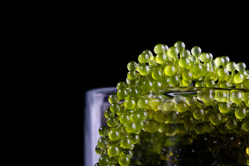 Sea grapes ( green caviar ) seaweed,