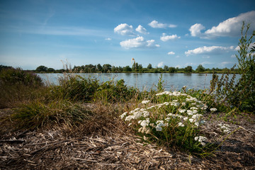 Wild plants with flowering flute spice in a Dutch landscape.
