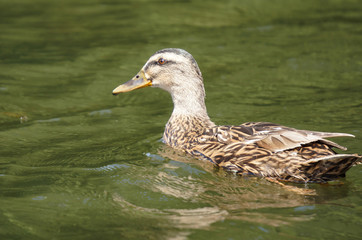 Ente