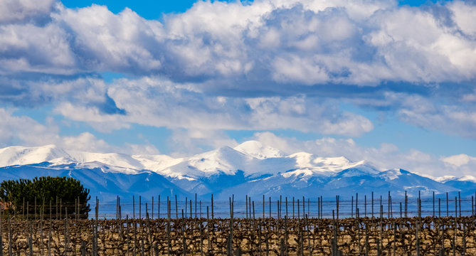 Mountains with the snowy peaks of the Sierra de La Demanda in the region of La Rioja (Spain) with a field of wine strains without leaves or grapes in the foreground