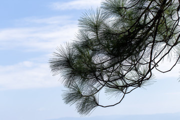 Pinus mugo - It is also known as creeping pine, dwarf mountain pine, mugo pine.