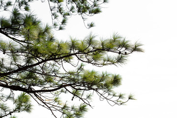 Pinus mugo - It is also known as creeping pine, dwarf mountain pine, mugo pine.