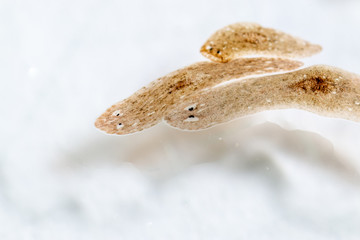 Planarian parasite (flatworm) under microscope view.