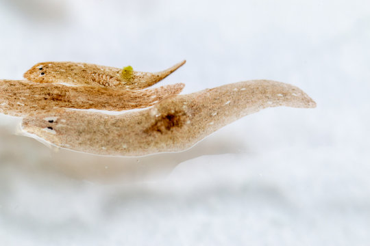 Planarian parasite (flatworm) under microscope view.