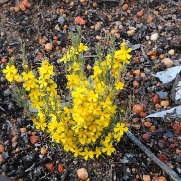 Hibbertia hibbertioides - most species of Hibbertia or also called Guinea flower are endemic to Australia
