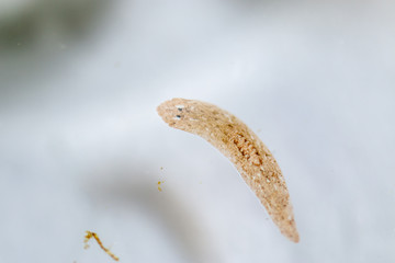 Planarian parasite (flatworm) under microscope view.