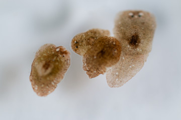 Planarian parasite (flatworm) under microscope view.