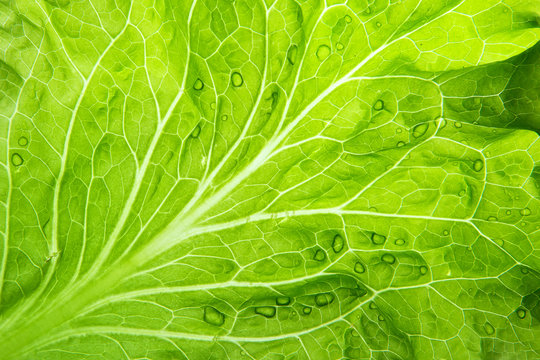 Lettuce leaf closeup. Natural green wallpaper.