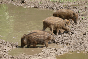 Junge Wildschweine im Wasser (Sus scrofa)